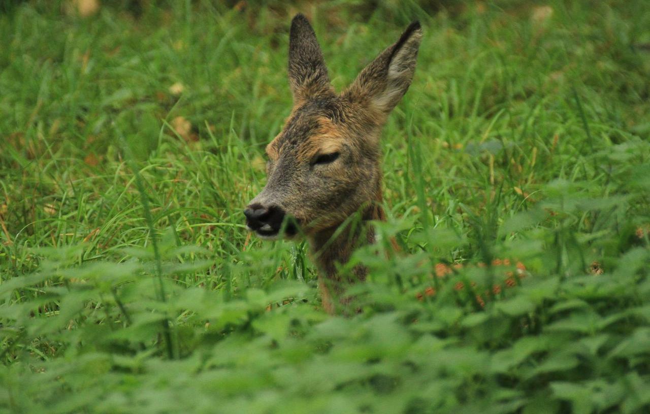 Zubrowe Siolo - Dom Na Wylacznosc Bialowieza
